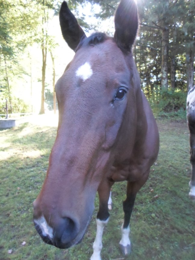 Katie the Kind Horse