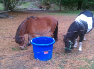 mini horse rescue