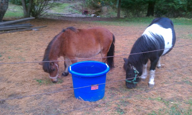 mini horse rescue